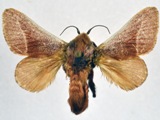 Latoia albilinea